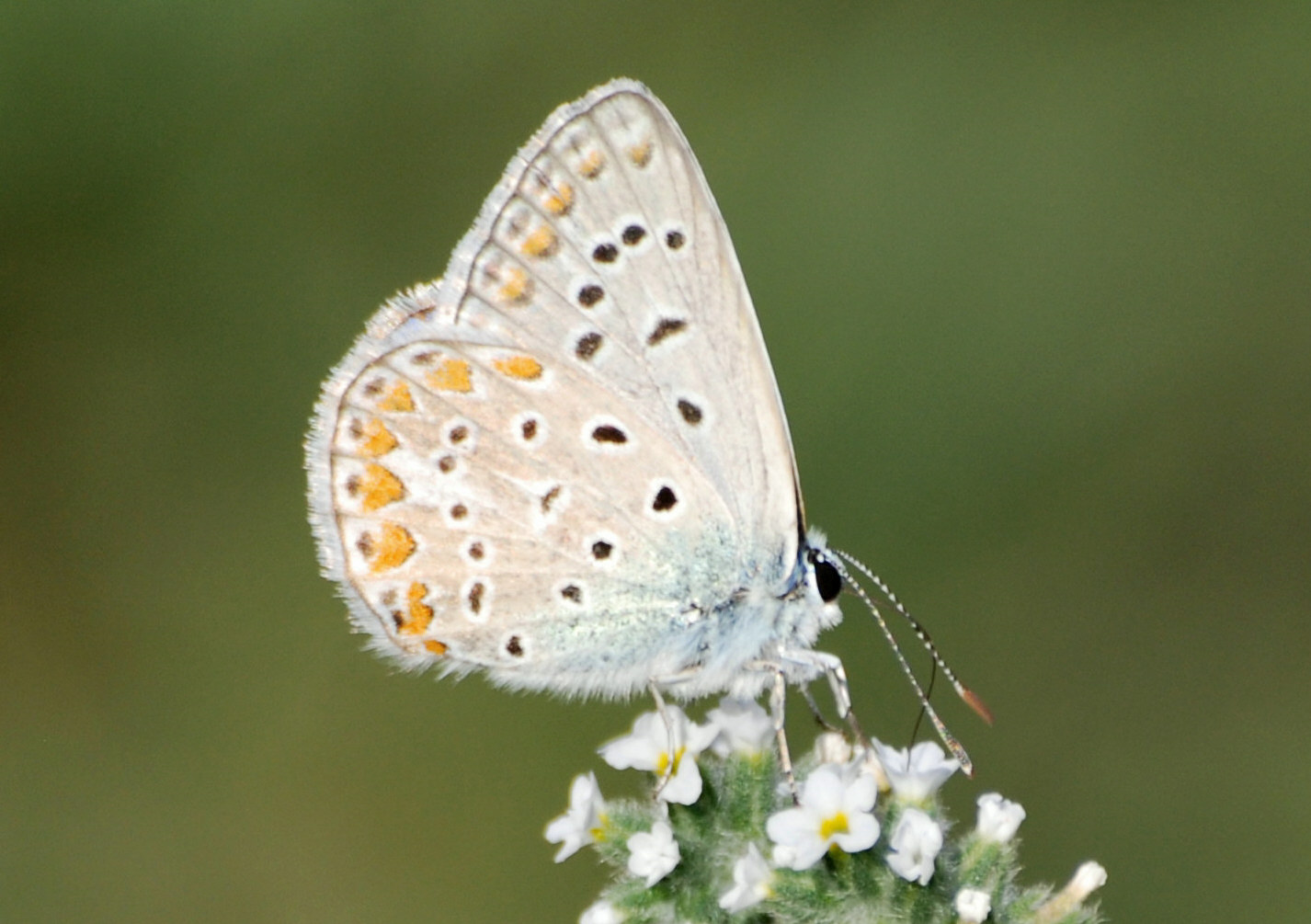 Identificazione licenide - Polyommatus icarus