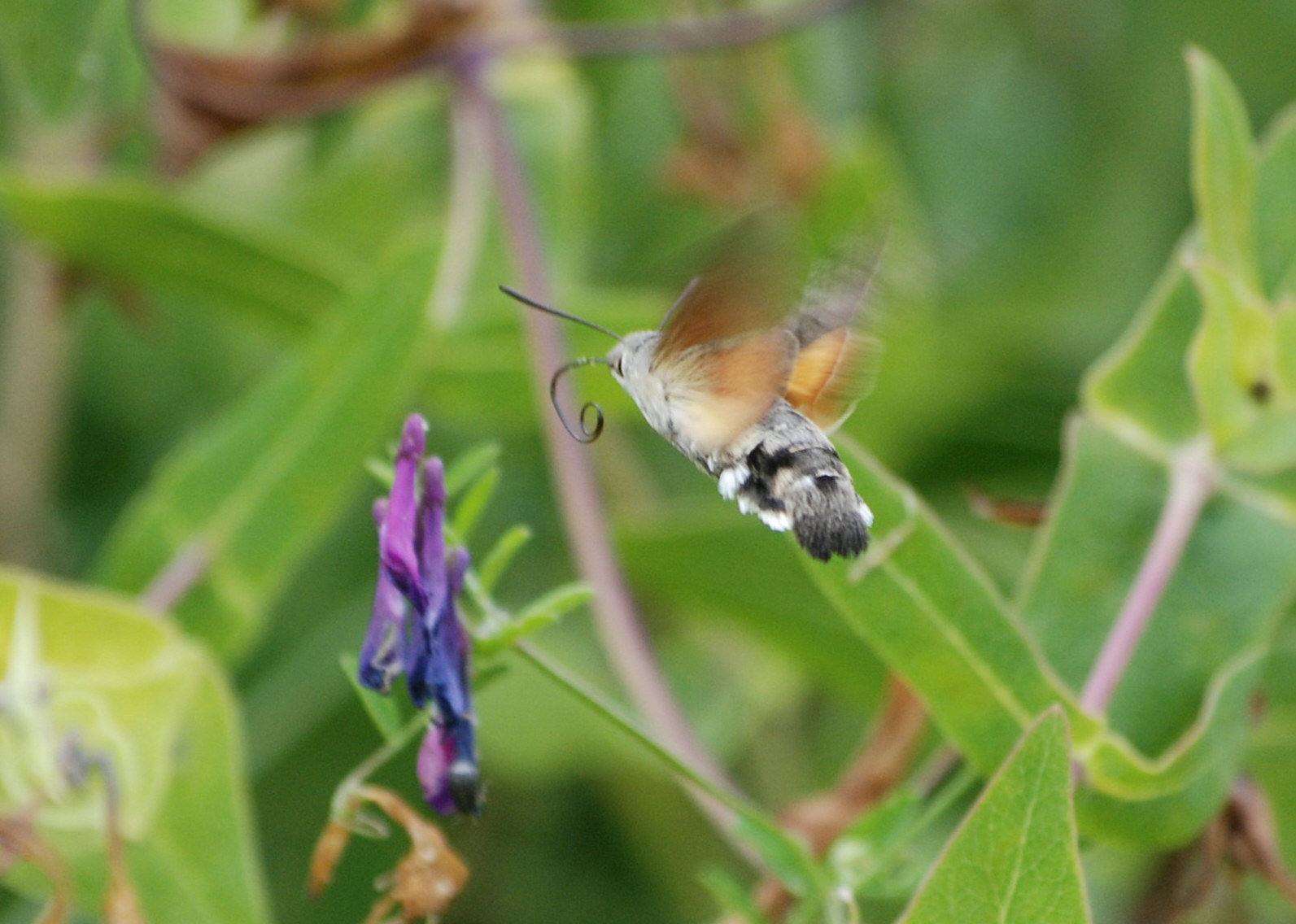 Macroglossum stellatarum