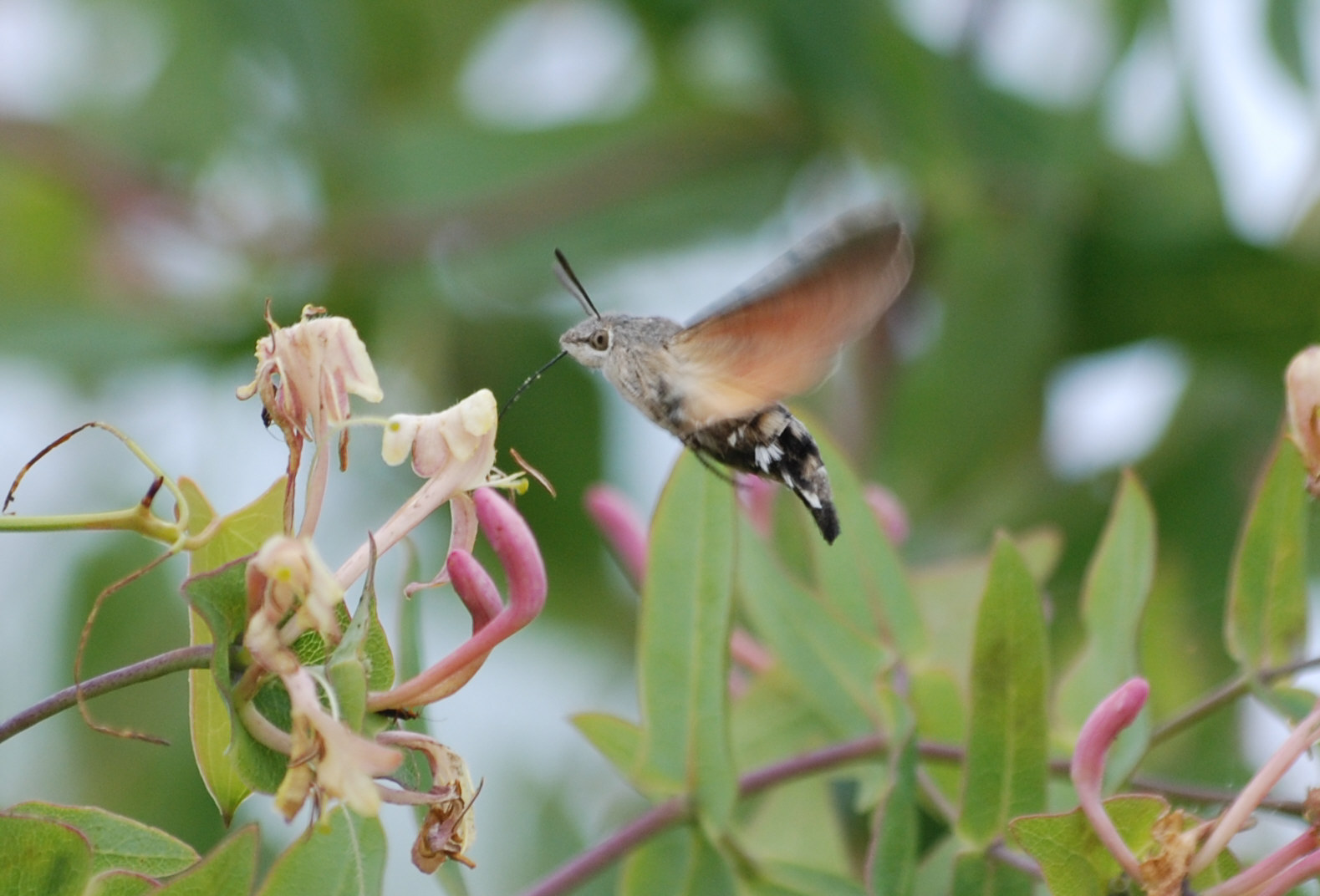 Macroglossum stellatarum