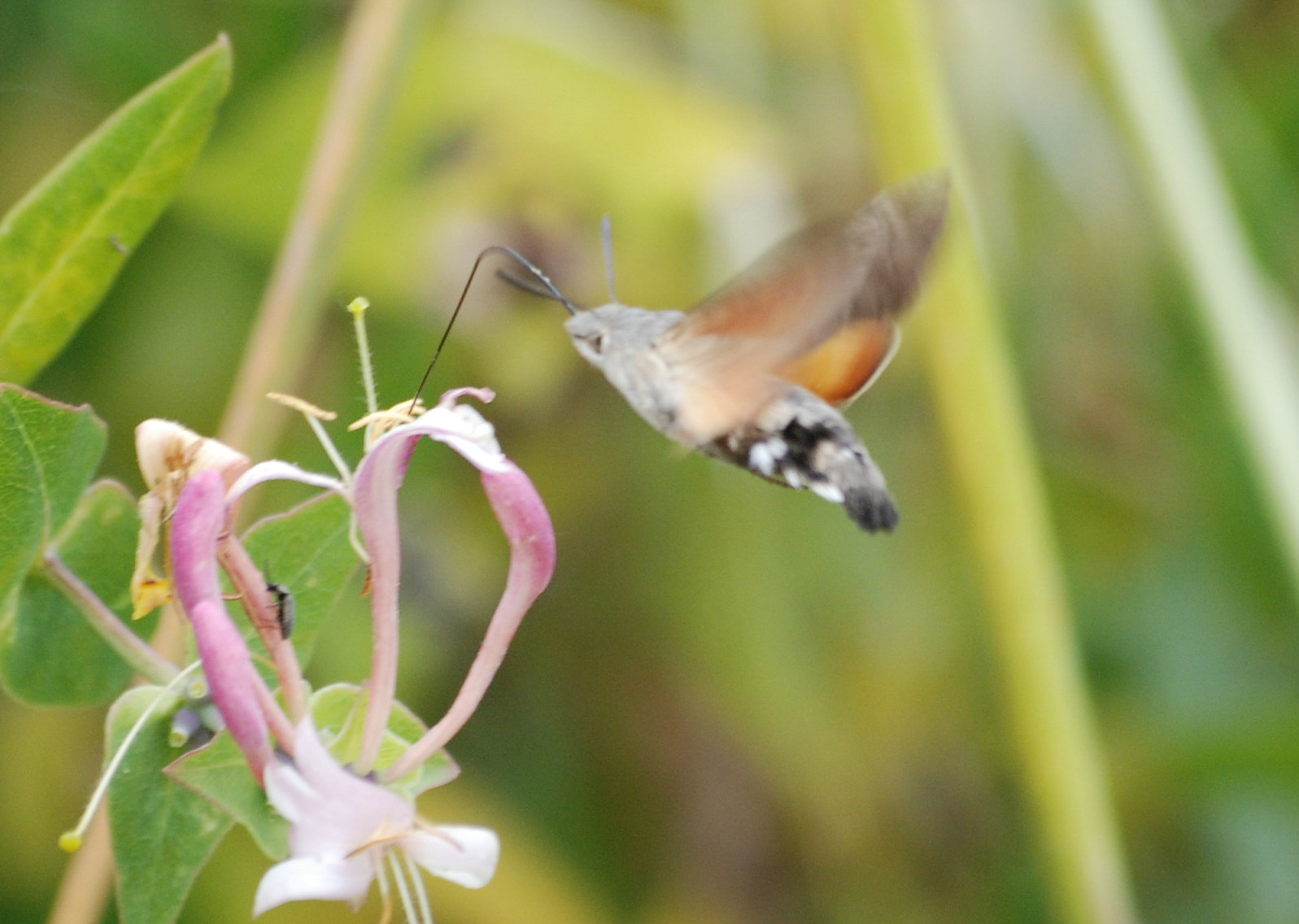 Macroglossum stellatarum