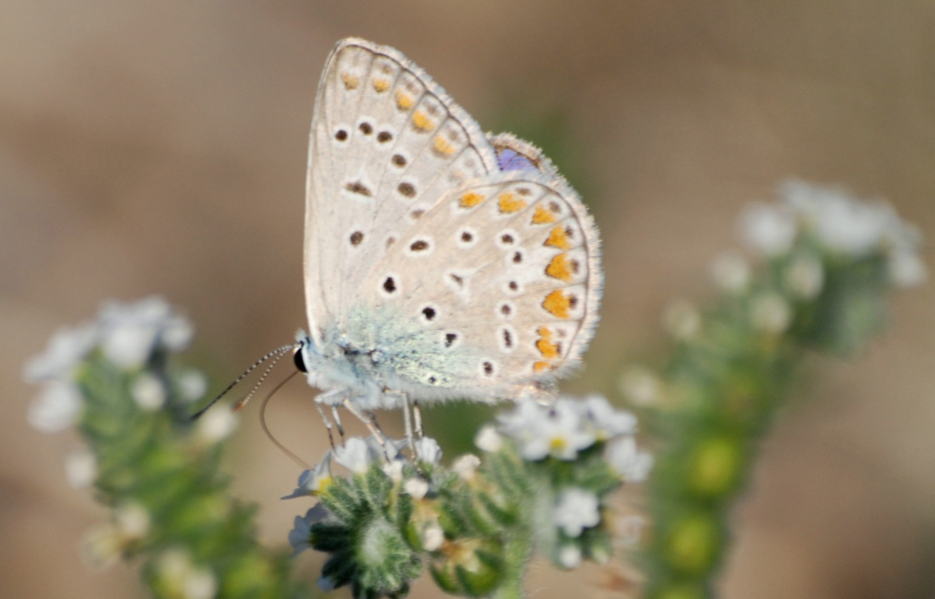 Identificazione licenide - Polyommatus icarus