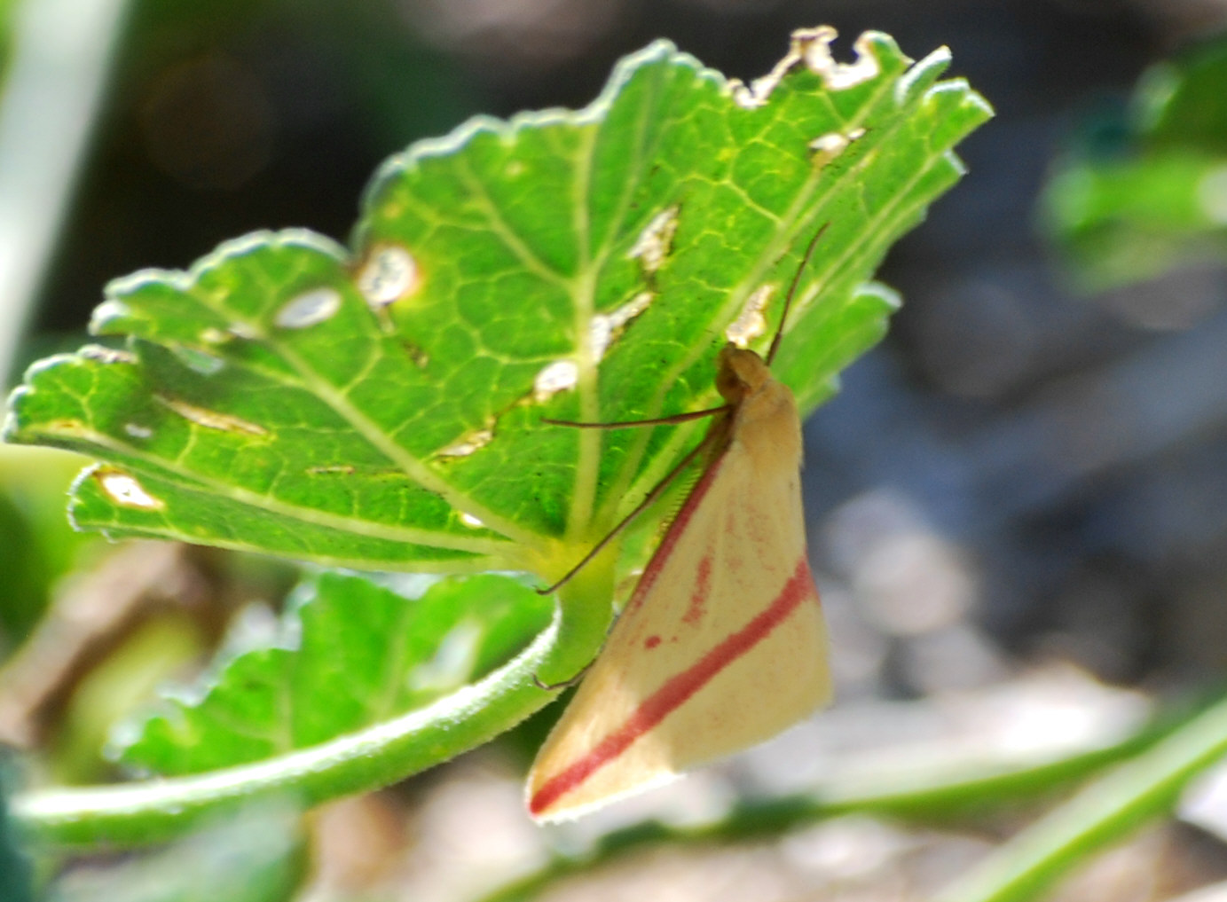Identificazione falena