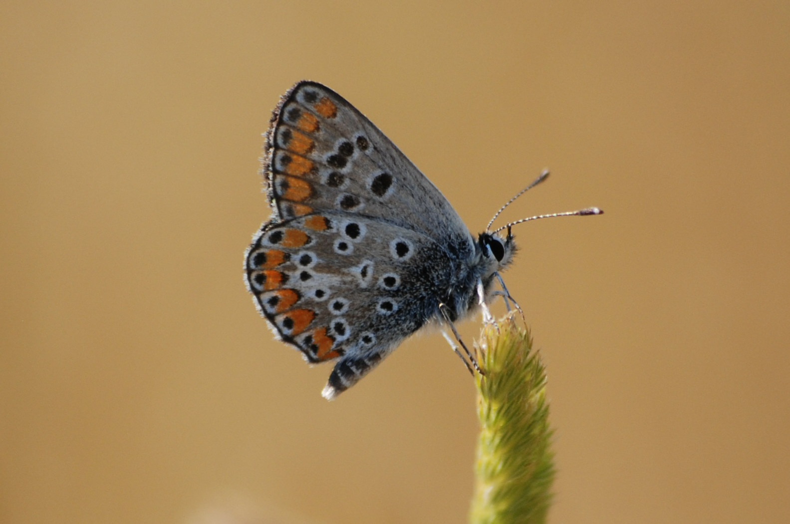 Licenide da identificare