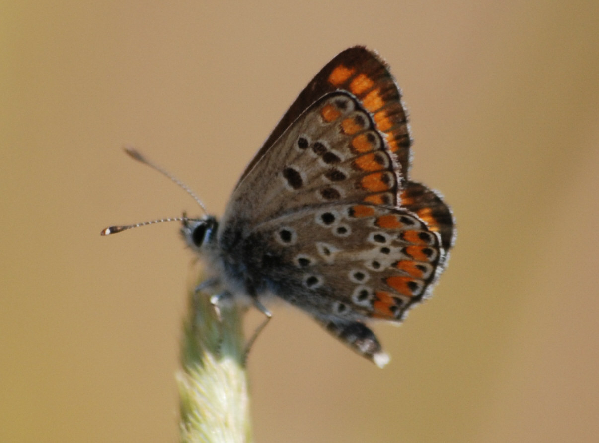 Licenide da identificare