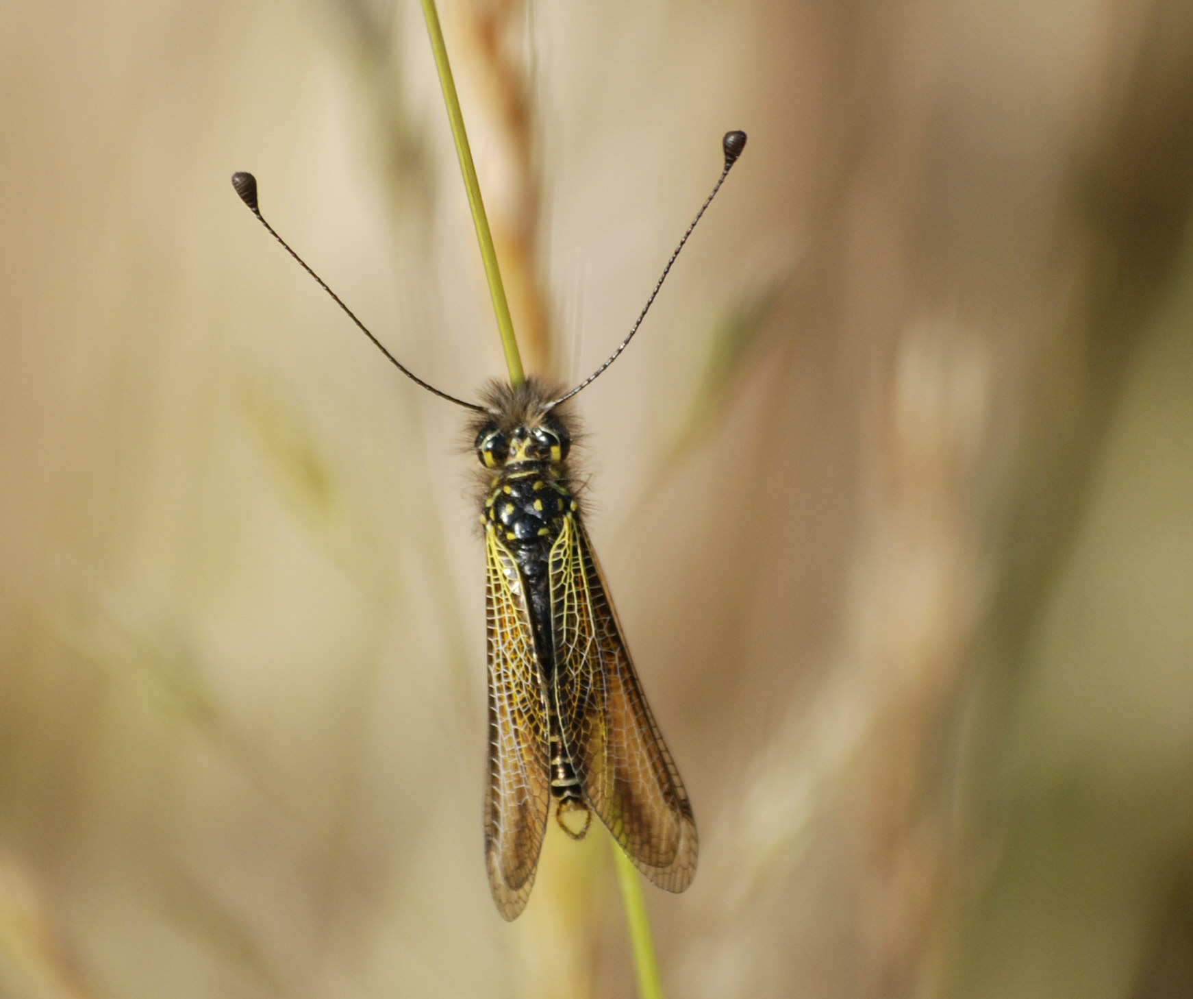 Libelloides corsicus