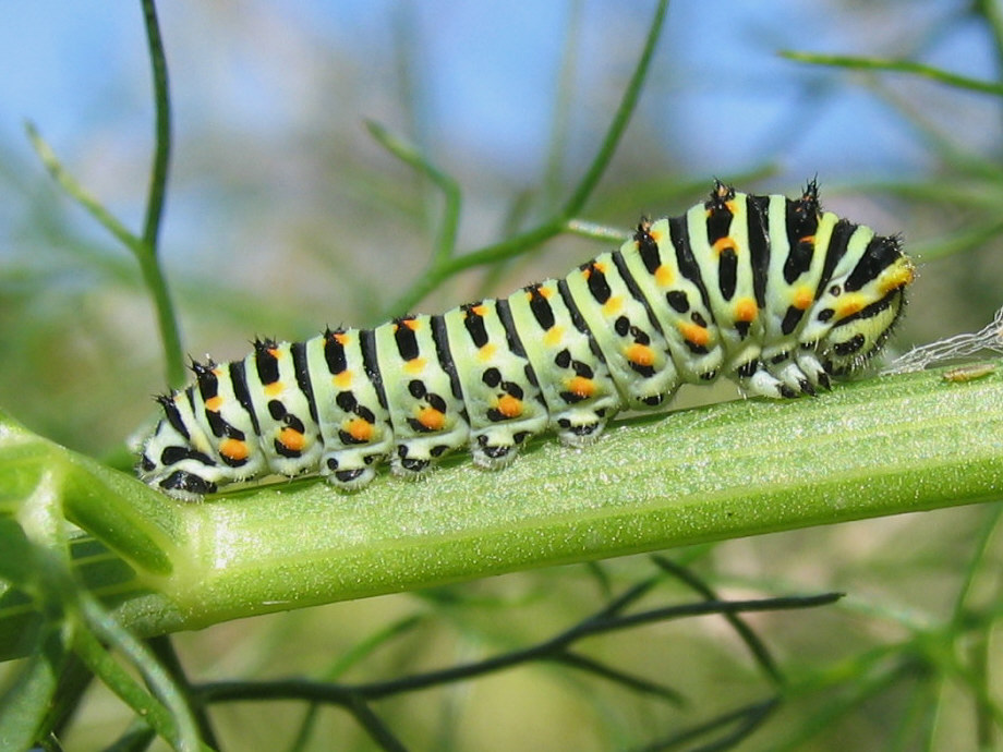 Bruco di P.machaon?