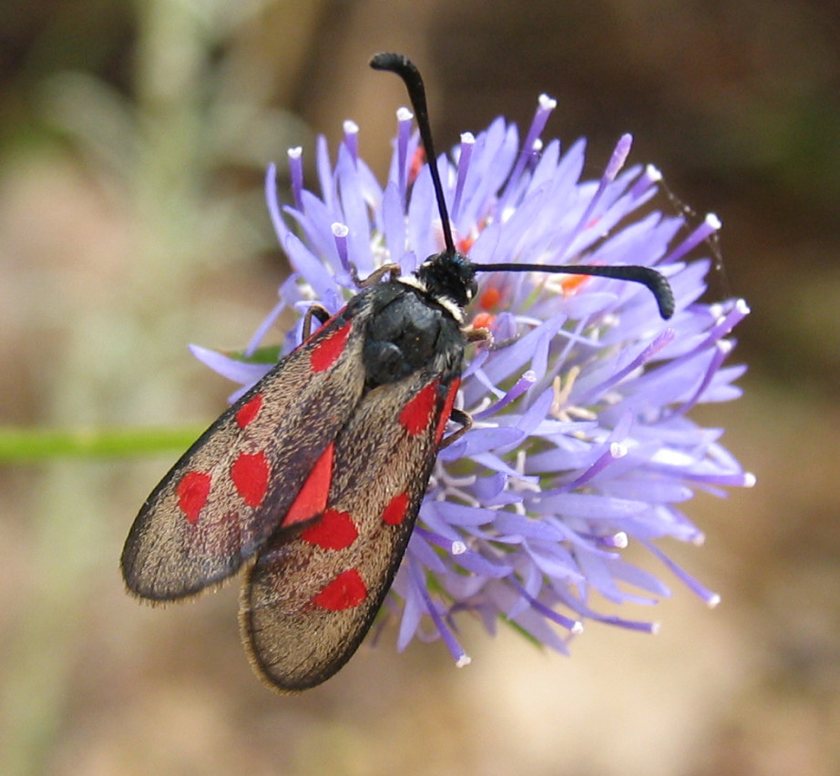 Zygaena da identificare