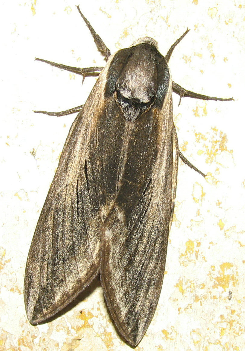 Falena da identificare
