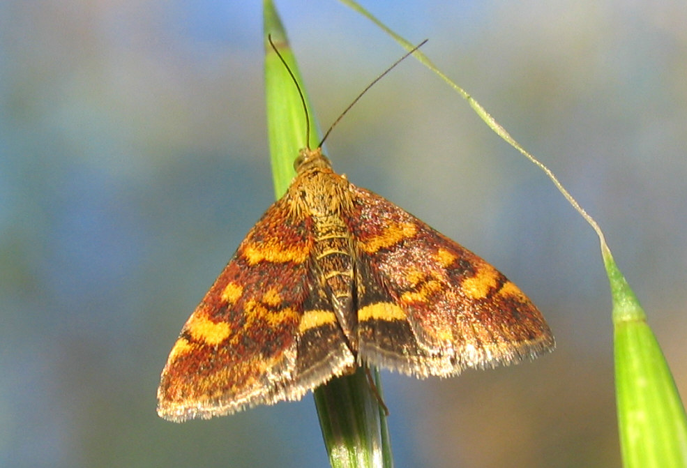 Ident.piccola falena