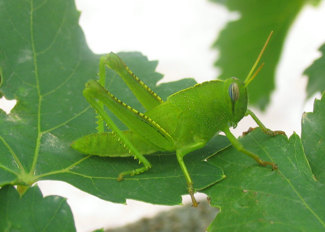 Ninfa Anacridium aegyptium