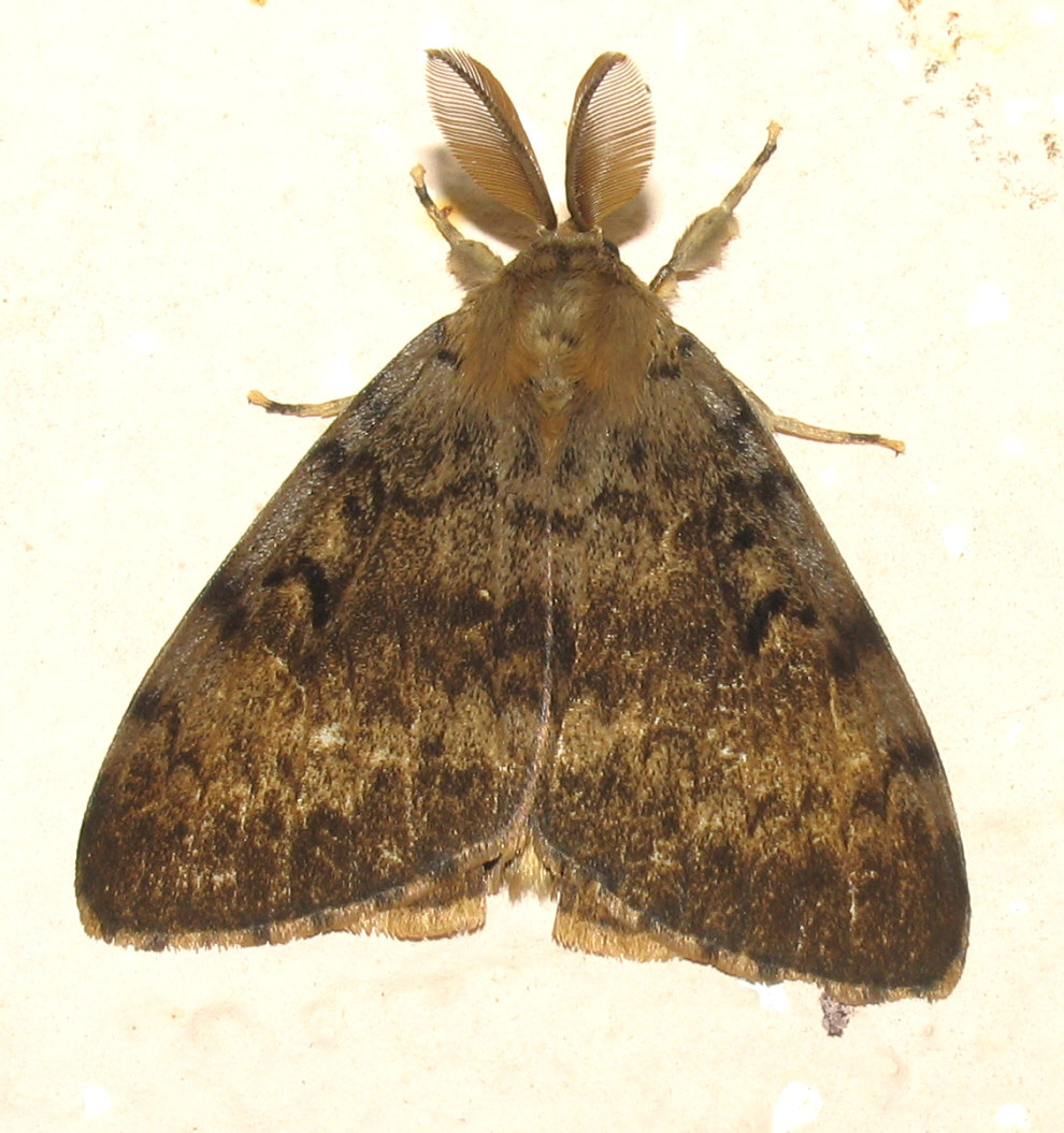 Lymantria dispar , lei?