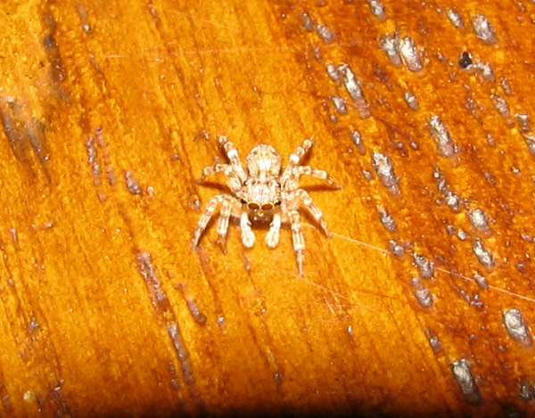 Pseudeuophrys sp.