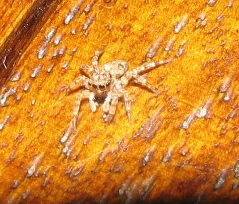Pseudeuophrys sp.