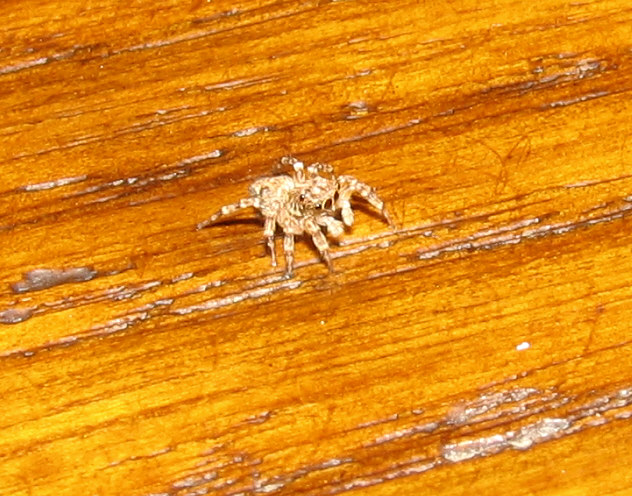 Pseudeuophrys sp.