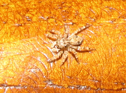 Pseudeuophrys sp.