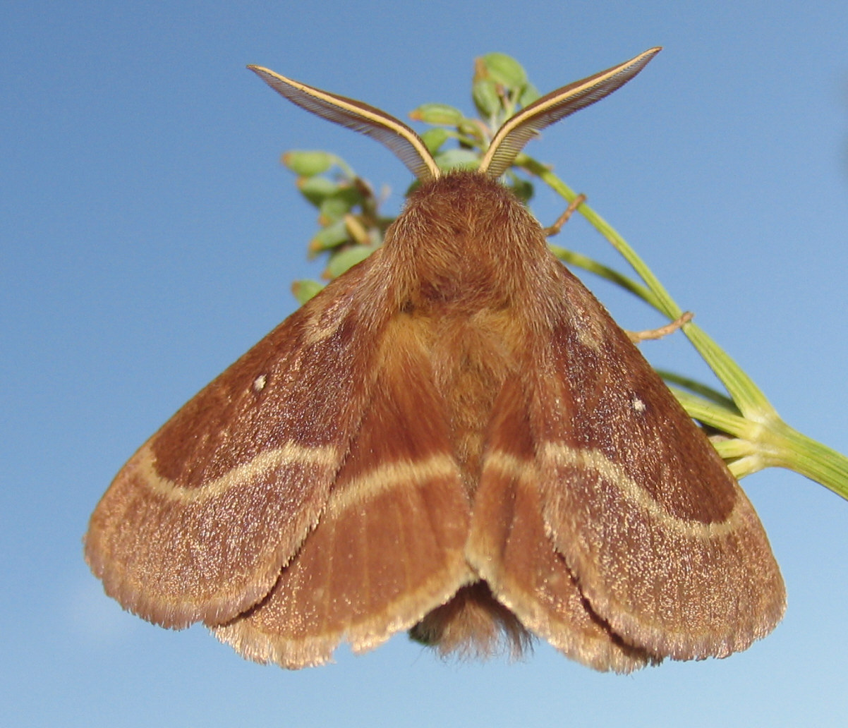 Lasiocampa trifolii cocles