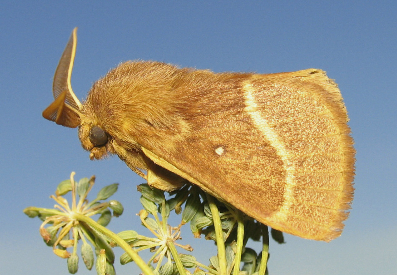 Lasiocampa trifolii cocles