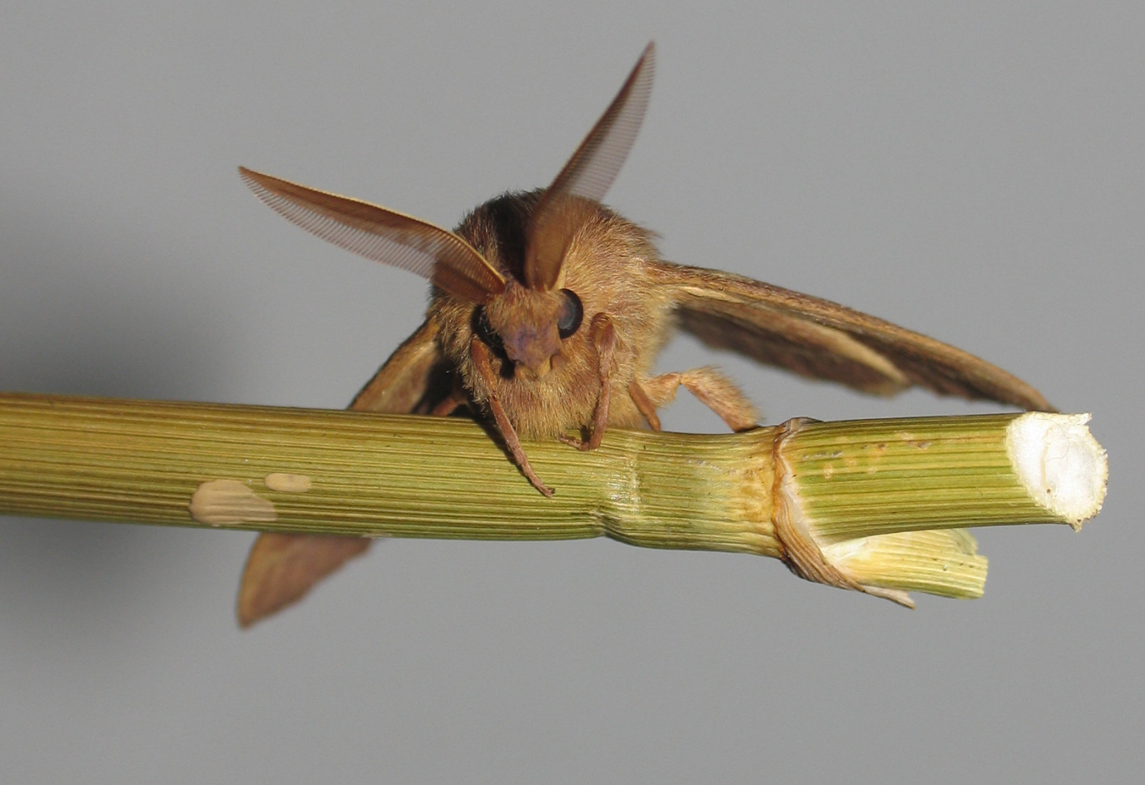 Lasiocampa trifolii cocles