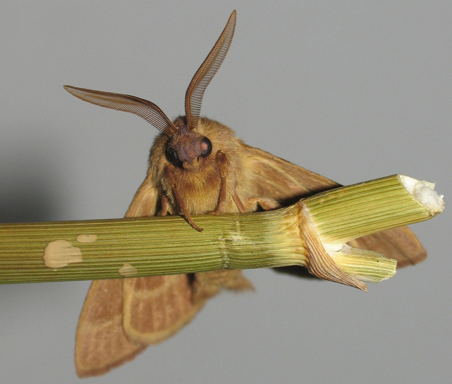 Lasiocampa trifolii cocles