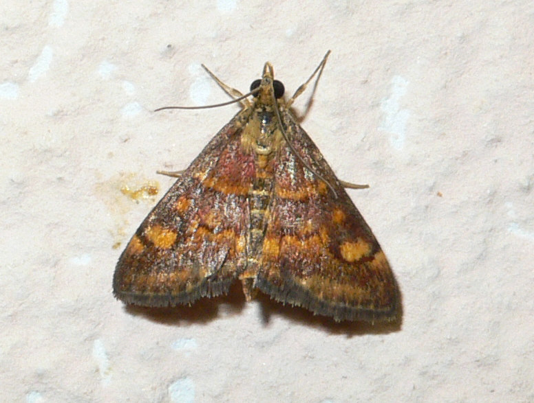 Pyrausta aurata ?