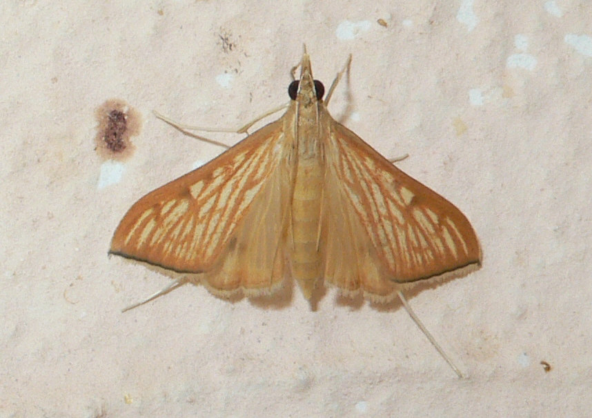 Identificazione falena - Antigastra catalaunalis