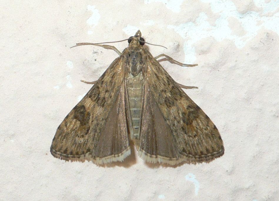 Identificazione falena 2