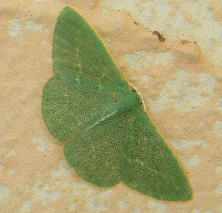 Identificazione falena - Xenochlorodes olympiaria