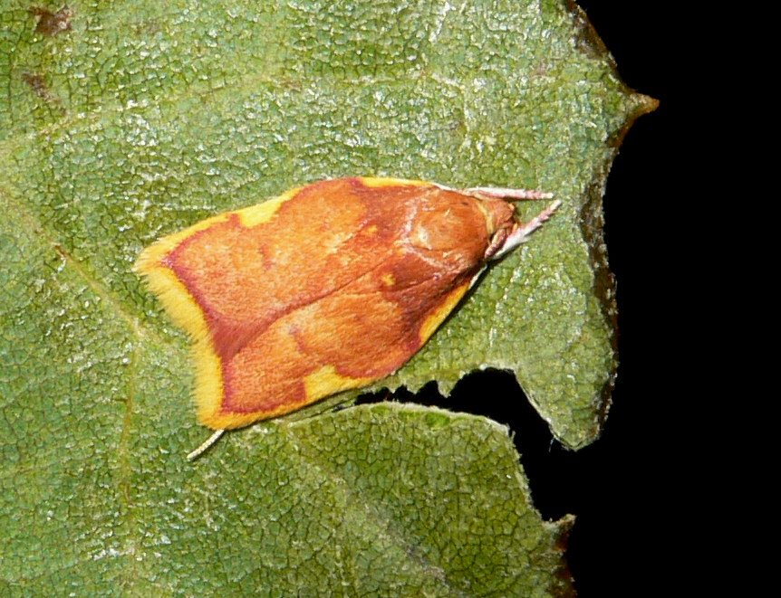 Carcina quercana - Peleopodidae