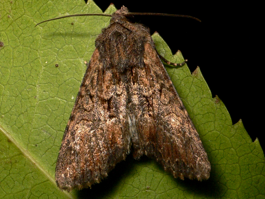 Identificazione falena - Mniotype spinosa