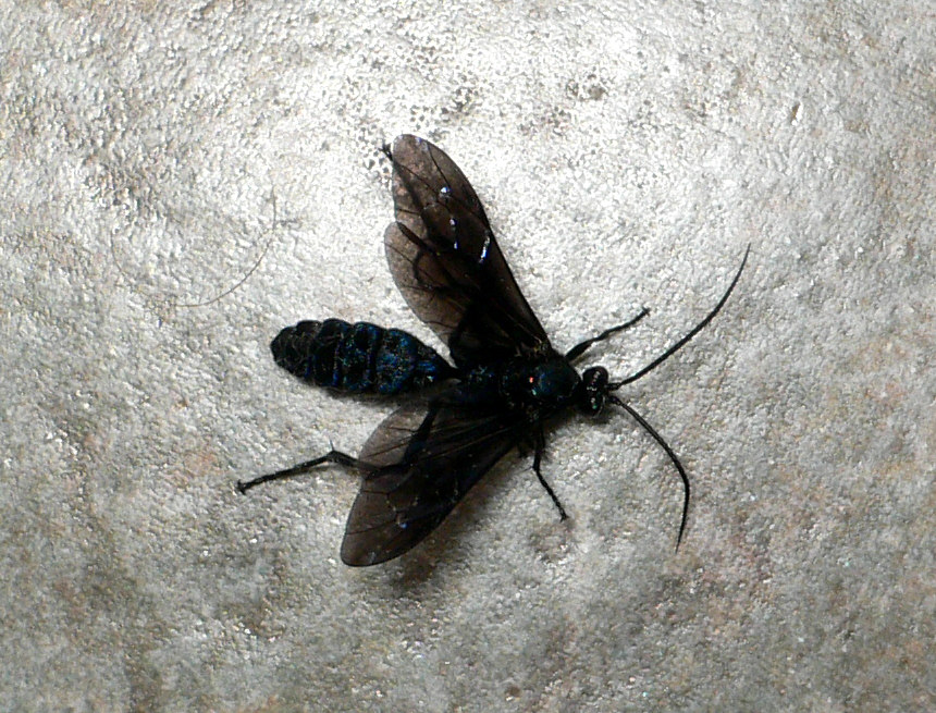 Trogus lapidator parassita di Papilio machaon