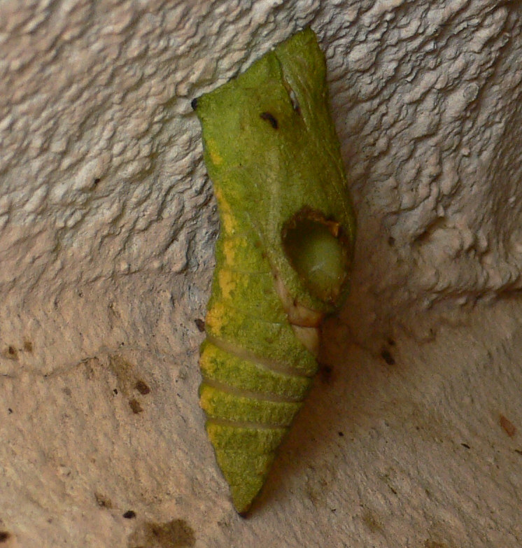 Trogus lapidator parassita di Papilio machaon