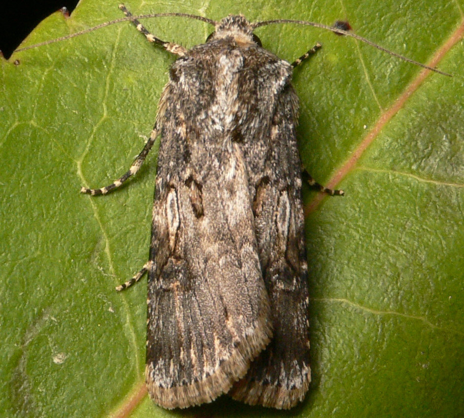 Agrotis puta