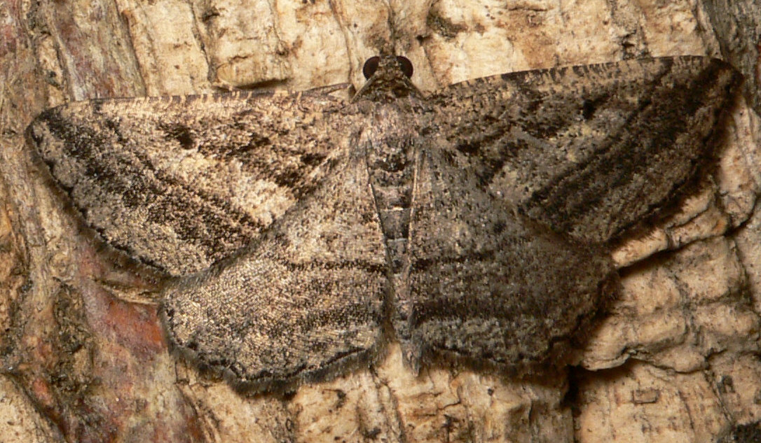 Rhoptria asperaria - Geometridae