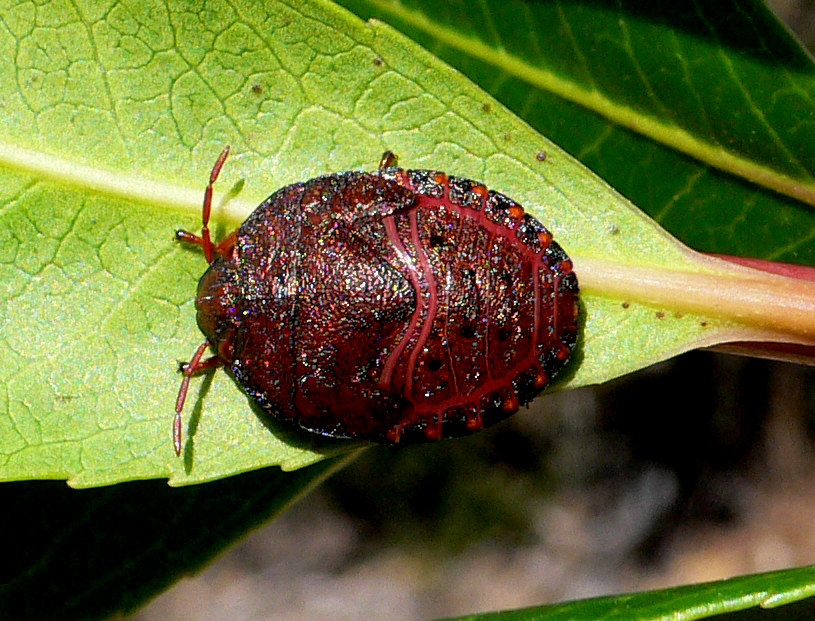 Scutelleridae: Solenosthedium bilunatum della Sardegna