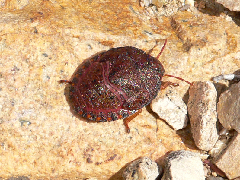 Scutelleridae: Solenosthedium bilunatum della Sardegna