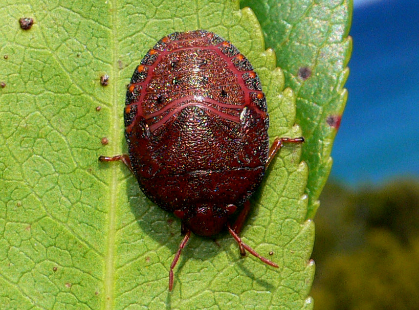 Scutelleridae: Solenosthedium bilunatum della Sardegna