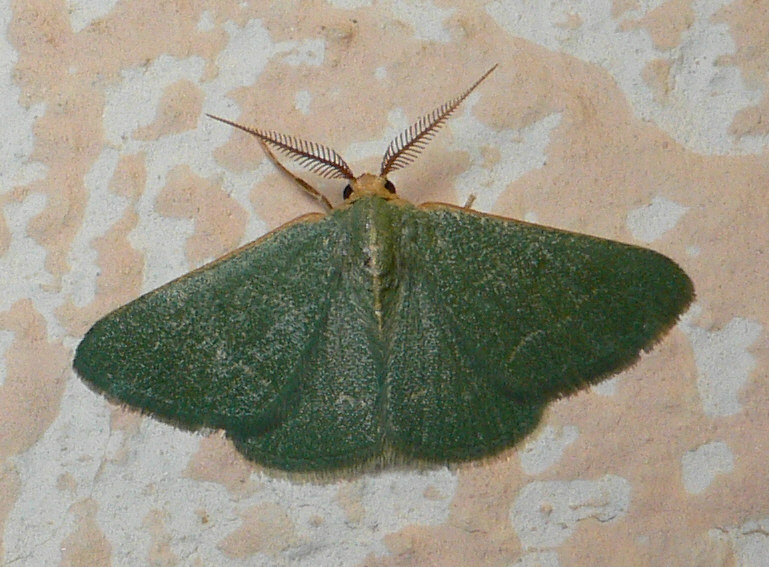 Identificazione falena - Xenochlorodes olympiaria