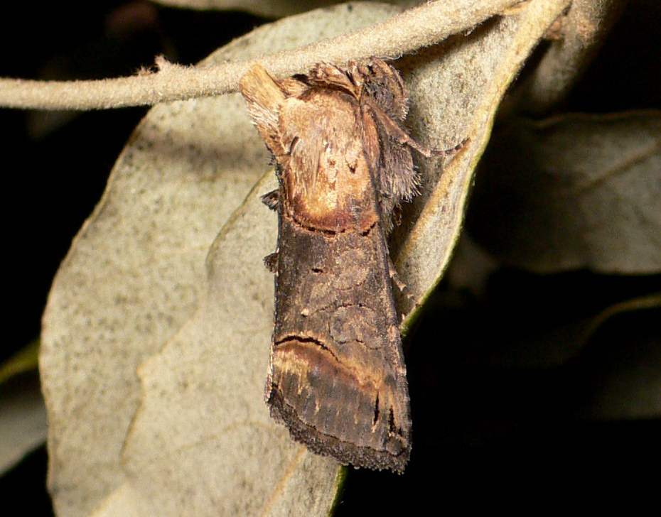 Abrostola triplasia - Noctuidae