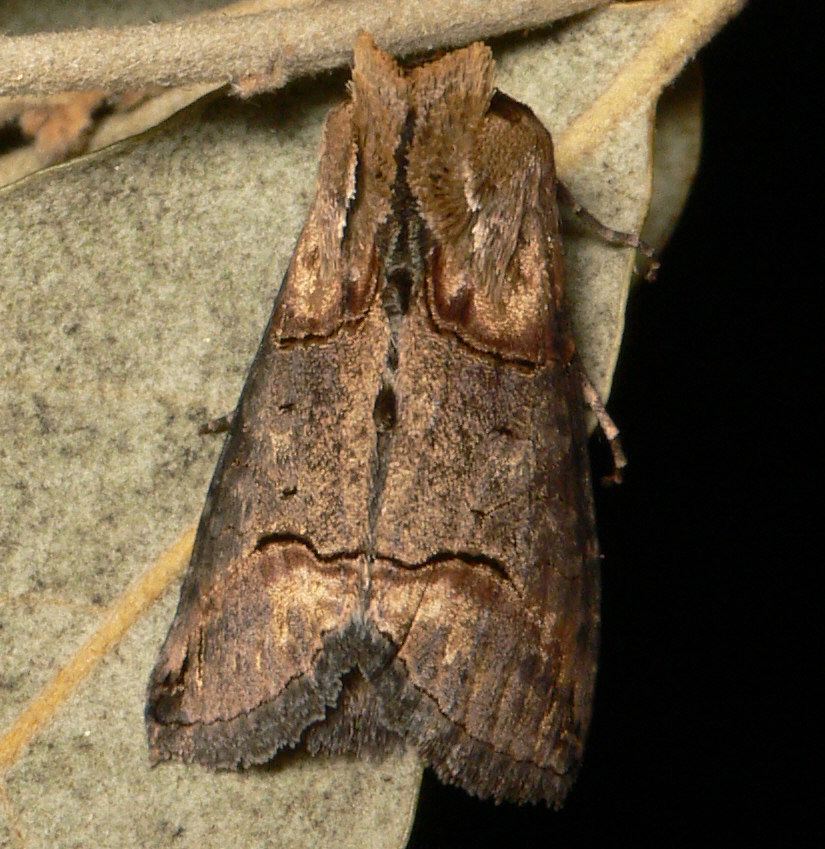 Abrostola triplasia - Noctuidae