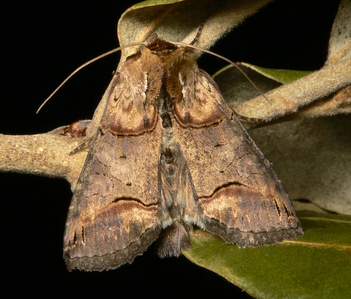 Abrostola triplasia - Noctuidae