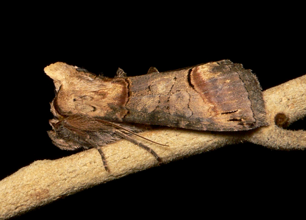 Abrostola triplasia - Noctuidae