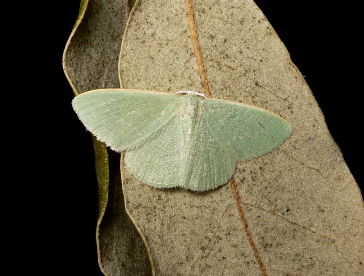 Identificazione falena - Xenochlorodes olympiaria