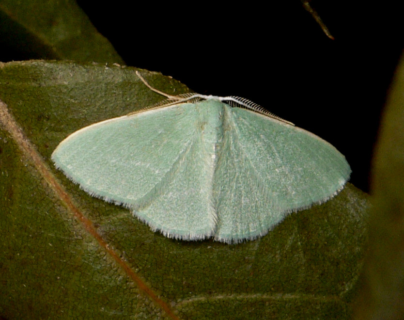 Identificazione falena - Xenochlorodes olympiaria