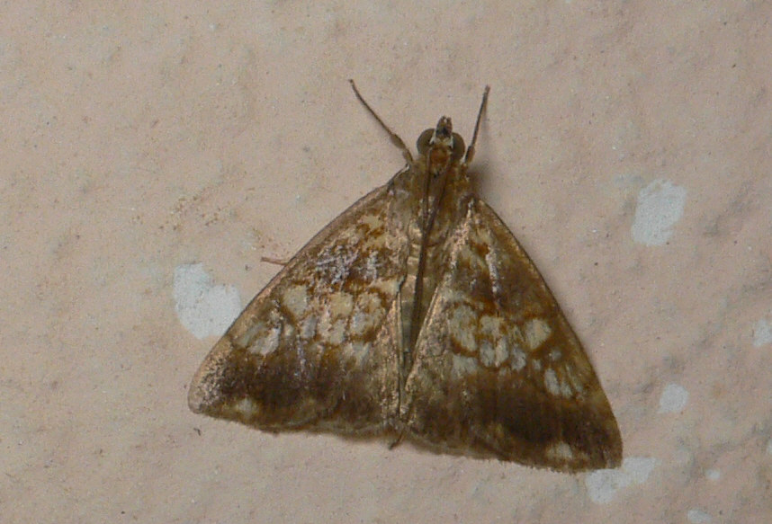 Idenificazione falena