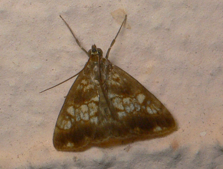 Idenificazione falena