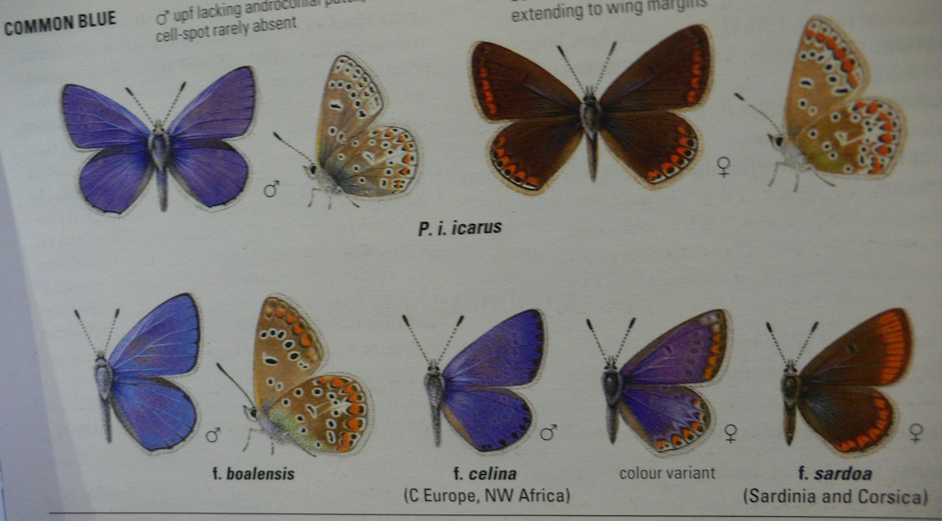 Informazioni e note su Polyommatus icarus / celina