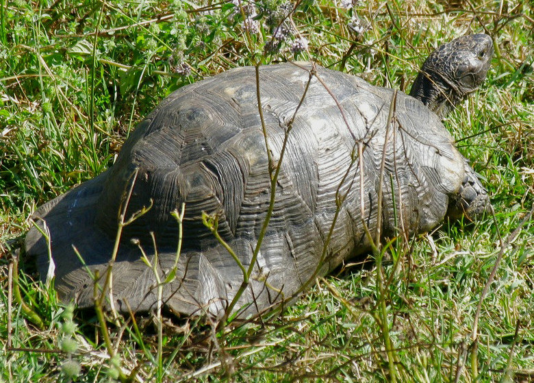 Marginata