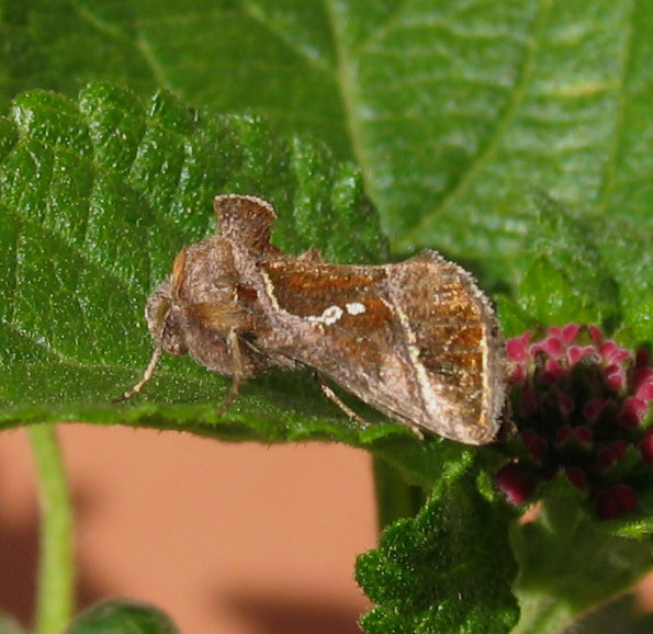 Identificazione falena