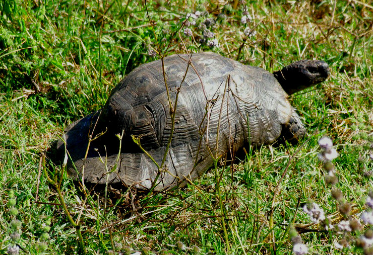 Marginata