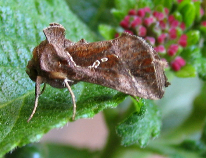 Identificazione falena